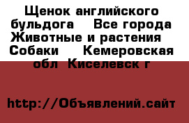 Щенок английского бульдога  - Все города Животные и растения » Собаки   . Кемеровская обл.,Киселевск г.